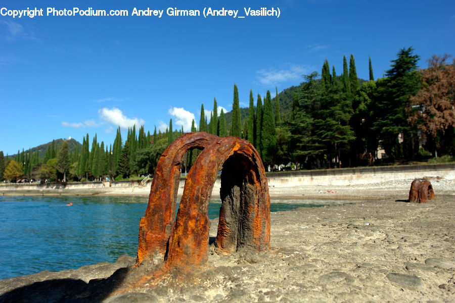 Rust, Conifer, Fir, Plant, Tree, Wood, Yew