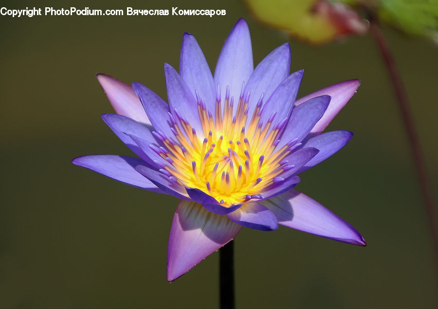 Flower, Lily, Plant, Pond Lily, Blossom, Flora, Crocus