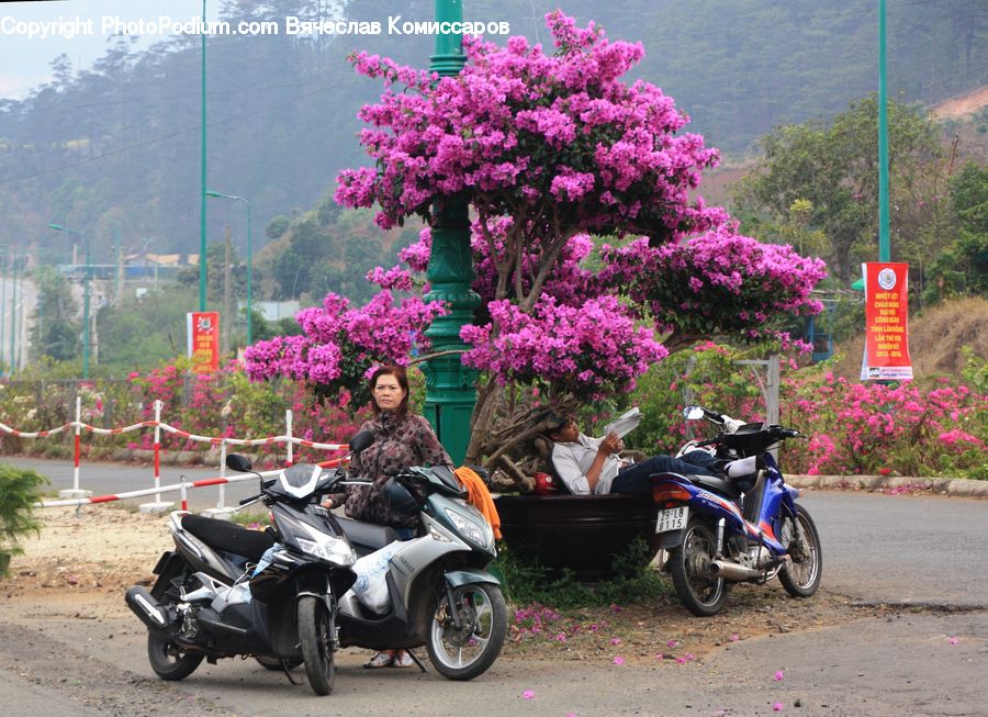 Motor, Motorcycle, Vehicle, Plant, Potted Plant, Scooter, Antique Car