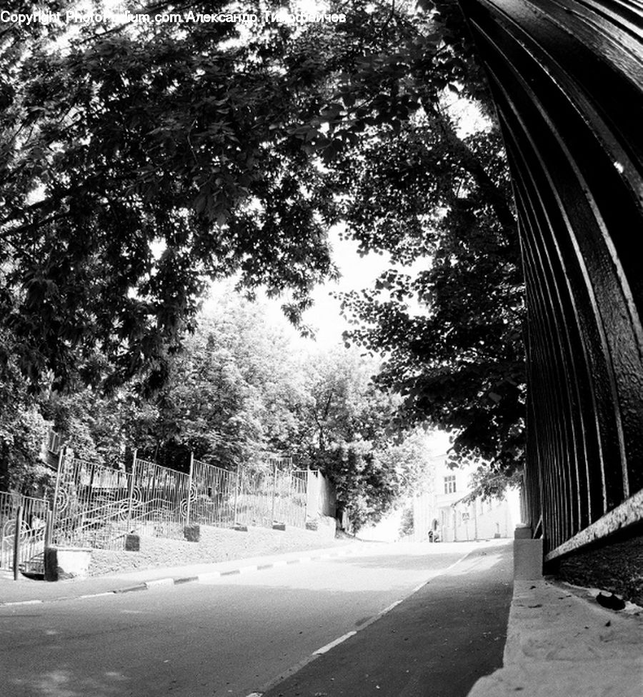 Bench, Road, Plant, Tree, Path, Trail, City