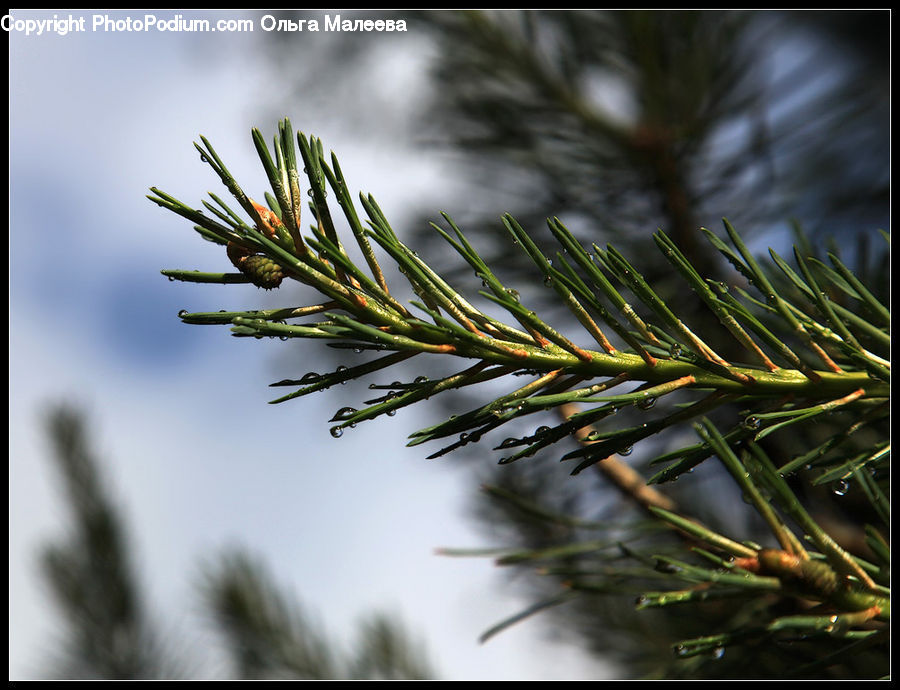 Conifer, Fir, Plant, Tree, Asparagus, Produce, Vegetable
