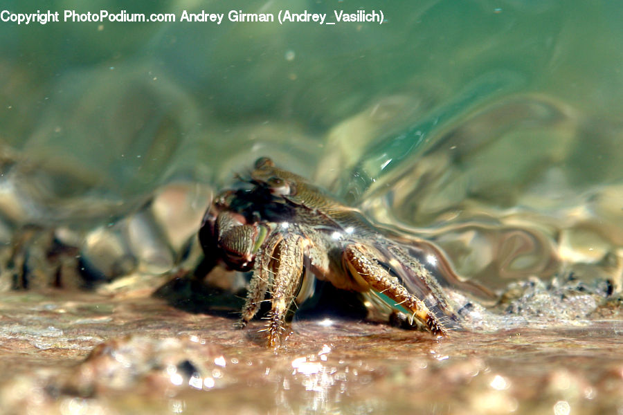 Bee, Insect, Invertebrate, Asilidae, Andrena, Apidae, Bumblebee