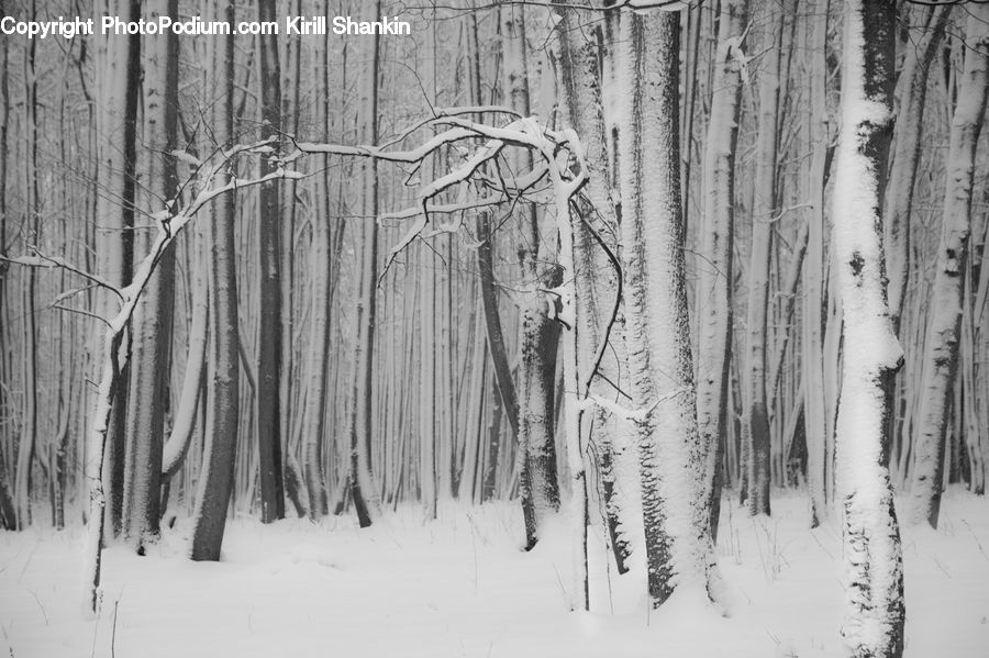 Drawing, Sketch, Forest, Vegetation, Birch, Tree, Wood