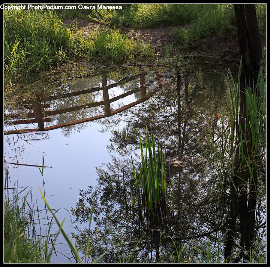 Outdoors, Pond, Water, Land, Marsh, Swamp