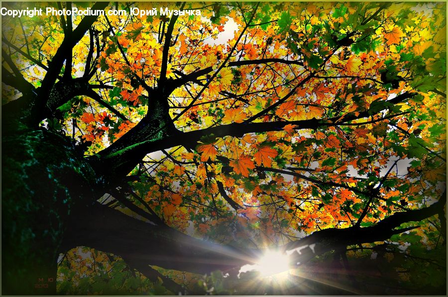 Maple, Tree, Wood, Flare, Light, Sunlight, Plant