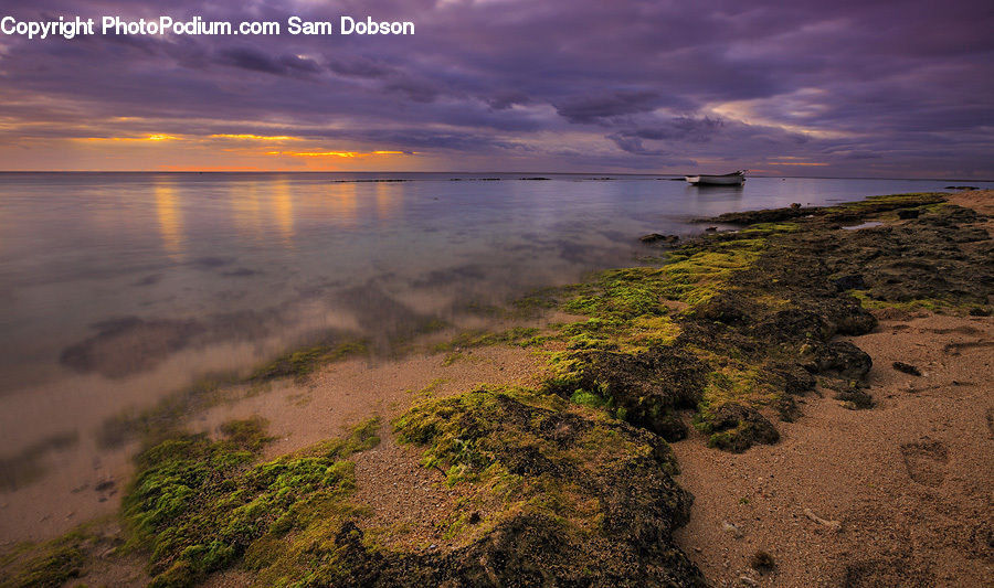 Bush, Plant, Vegetation, Beach, Coast, Outdoors, Sea