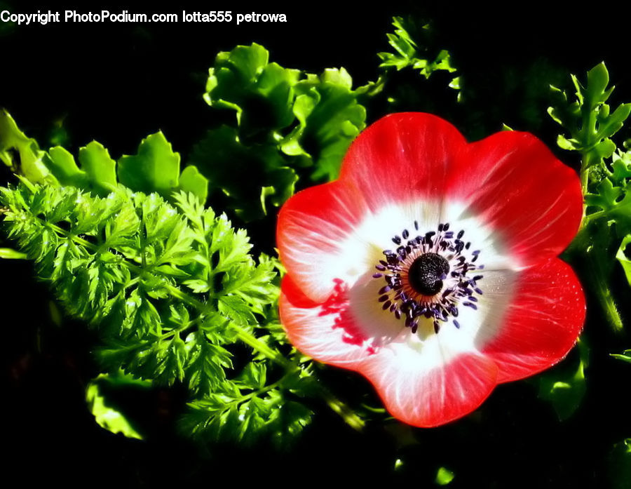 Blossom, Flora, Flower, Plant, Poppy, Pollen, Geranium