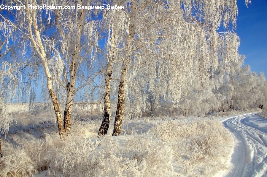 Frost, Ice, Outdoors, Snow, Birch, Tree, Wood
