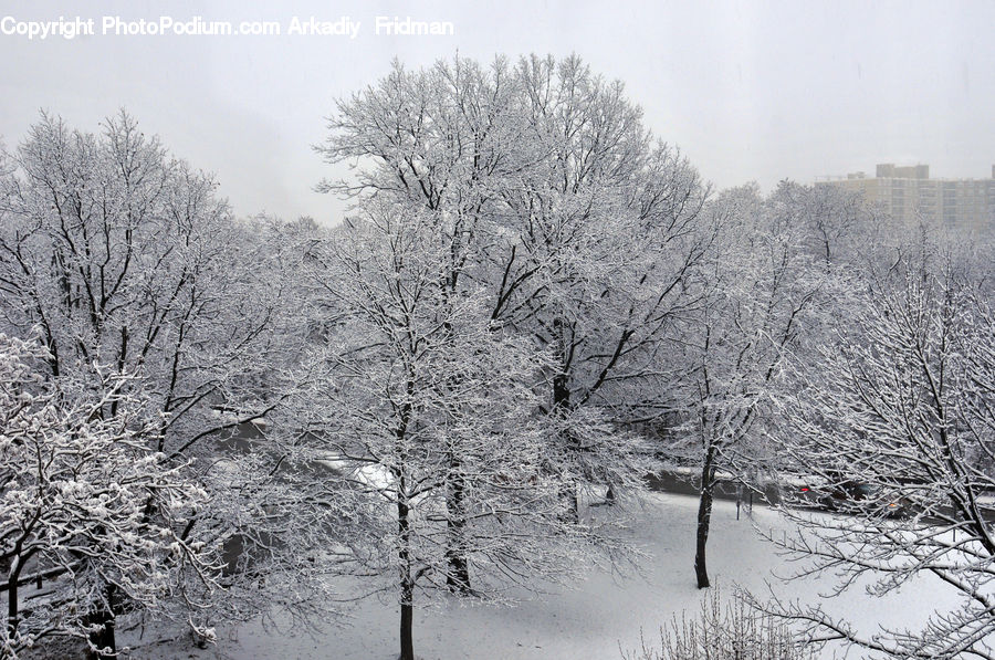 Frost, Ice, Outdoors, Snow, Plant, Tree, Landscape
