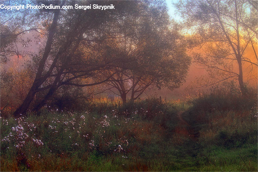 Dawn, Dusk, Sky, Sunrise, Sunset, Field, Grass