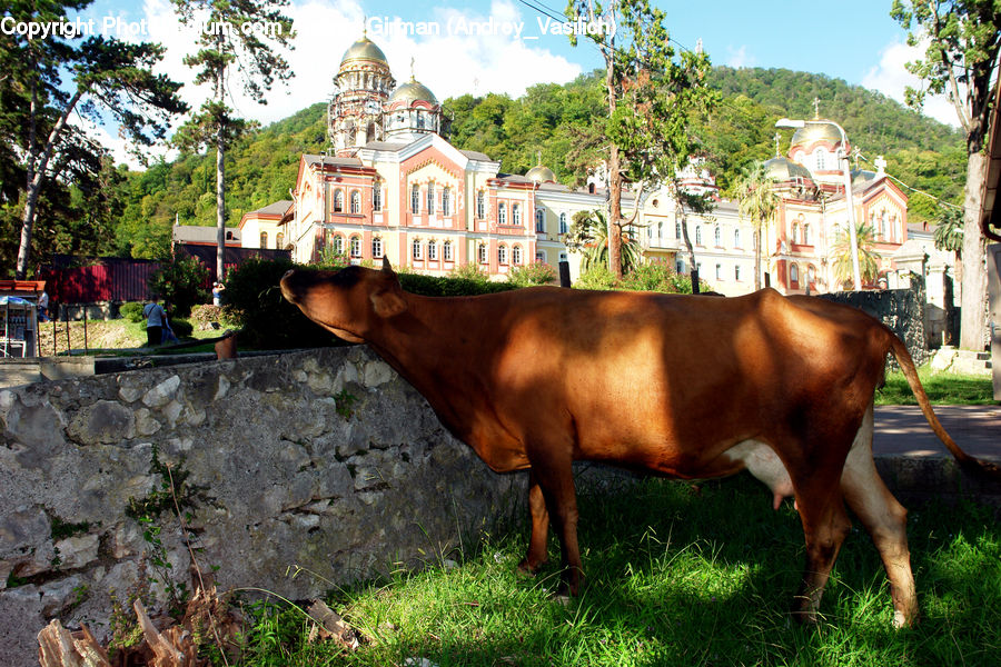 Angus, Animal, Bull, Mammal, Cattle, Cow, Dairy Cow