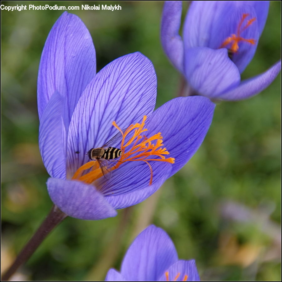 Blossom, Crocus, Flora, Flower, Plant, Geranium
