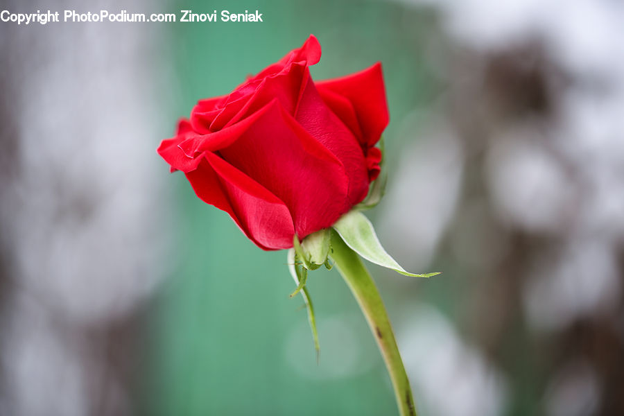 Blossom, Flower, Plant, Rose, Carnation, Flora, Geranium
