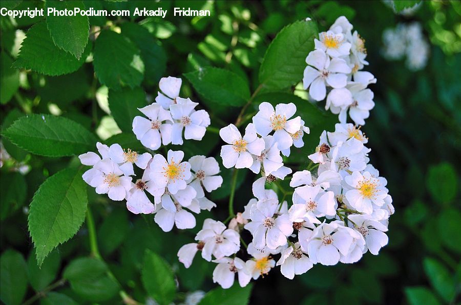 Blossom, Flora, Flower, Plant