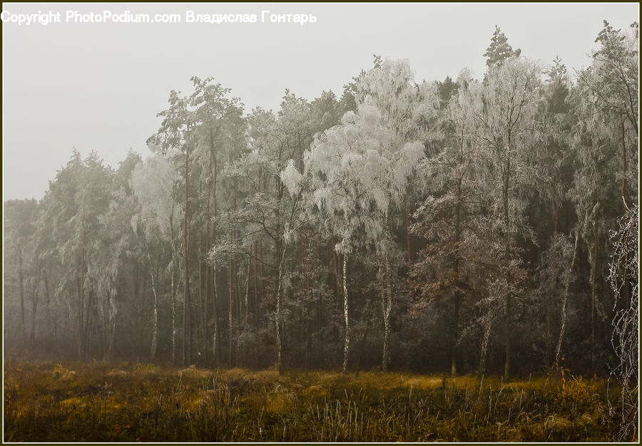 Forest, Vegetation, Birch, Tree, Wood, Plant, Conifer