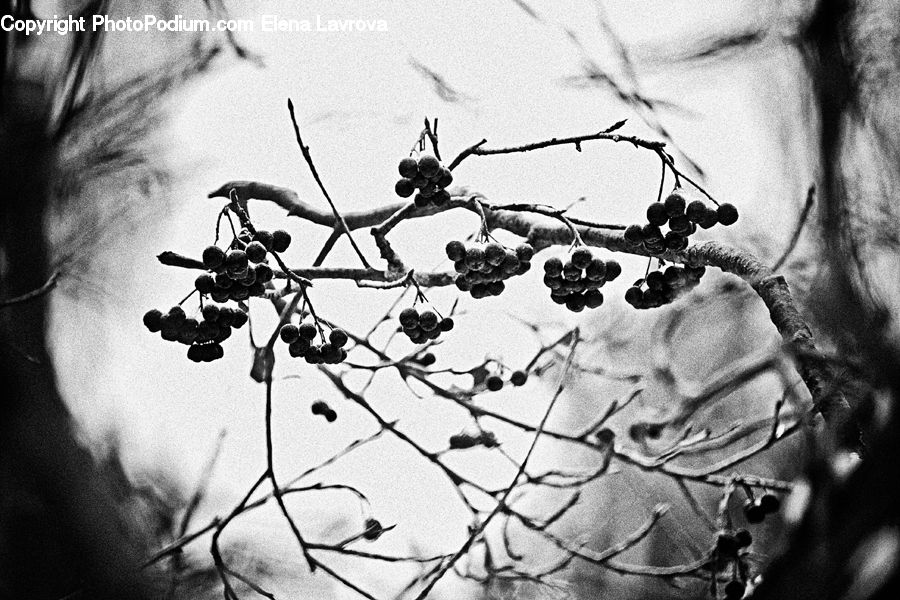 Blossom, Flora, Flower, Plant, Tree, Vine, Art