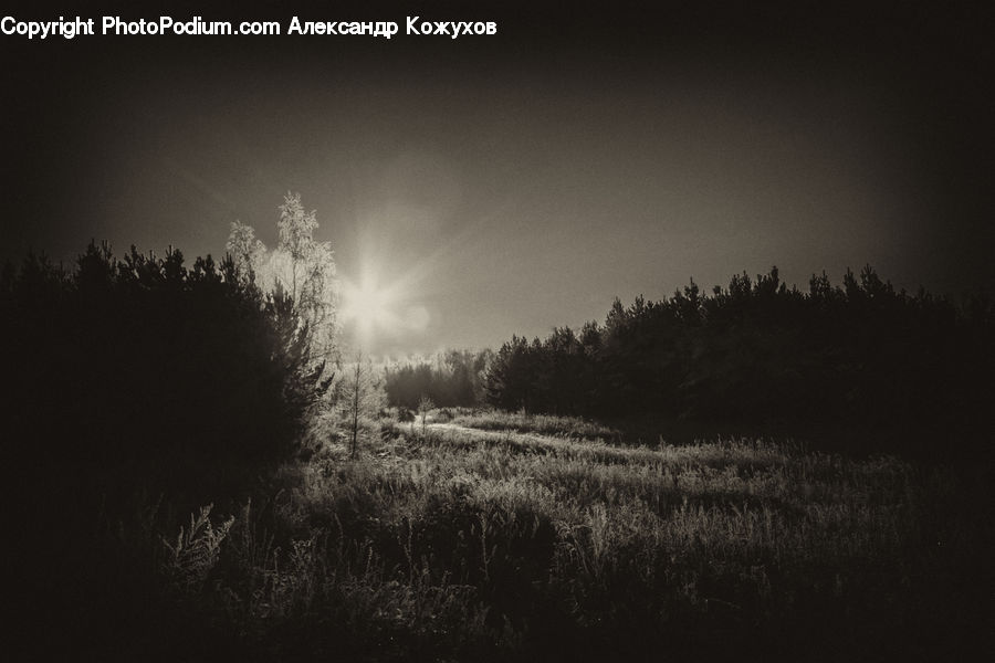 Field, Grass, Grassland, Plant, Silhouette, Conifer, Fir