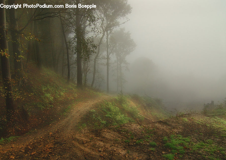 Fog, Mist, Outdoors, Forest, Vegetation, Dirt Road, Gravel