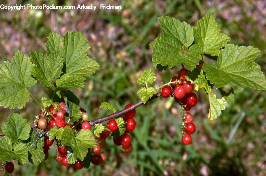 Fruit, Raspberry, Grapes, Cherry, Plant, Blossom, Flora