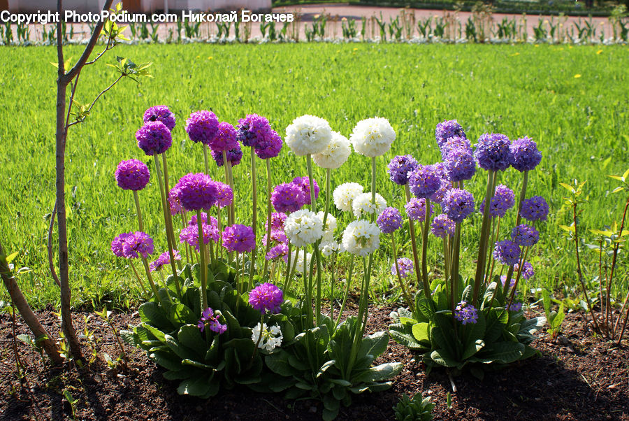 Allium, Blossom, Flora, Flower, Plant, Crocus, Garden