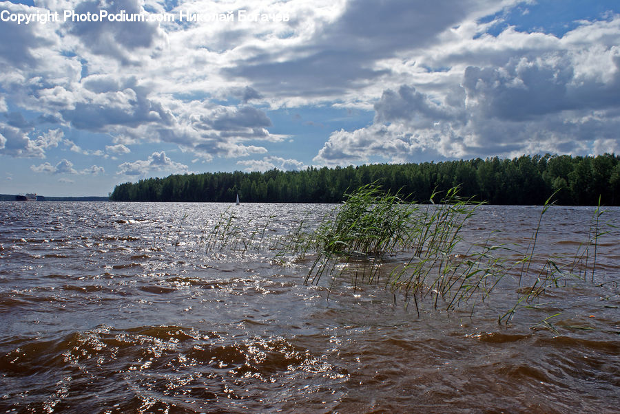 Flood, Land, Marsh, Outdoors, Swamp, Water, Lake