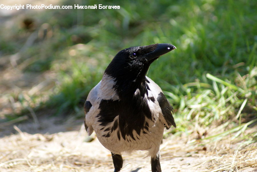 Bird, Blackbird, Crow, Magpie, Goose, Waterfowl, Field