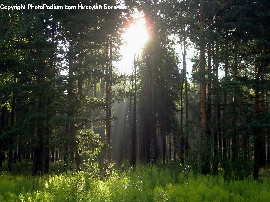 Forest, Vegetation, Fir, Redwood, Tree, Wood, Flare