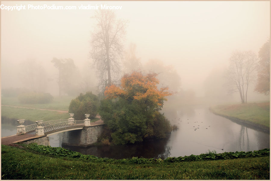 Fog, Mist, Outdoors, Herbal, Herbs, Plant, Planter