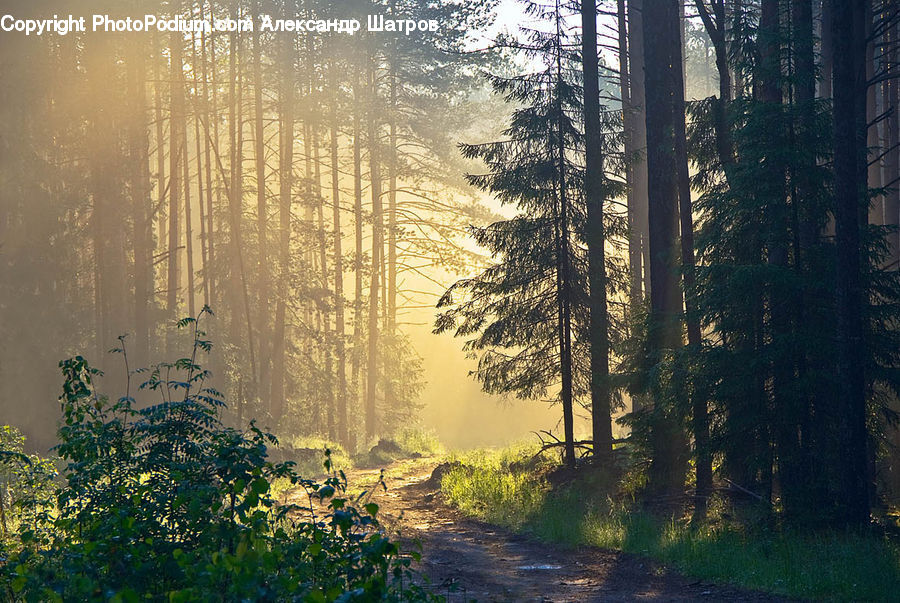 Bush, Plant, Vegetation, Forest, Fir, Redwood, Tree