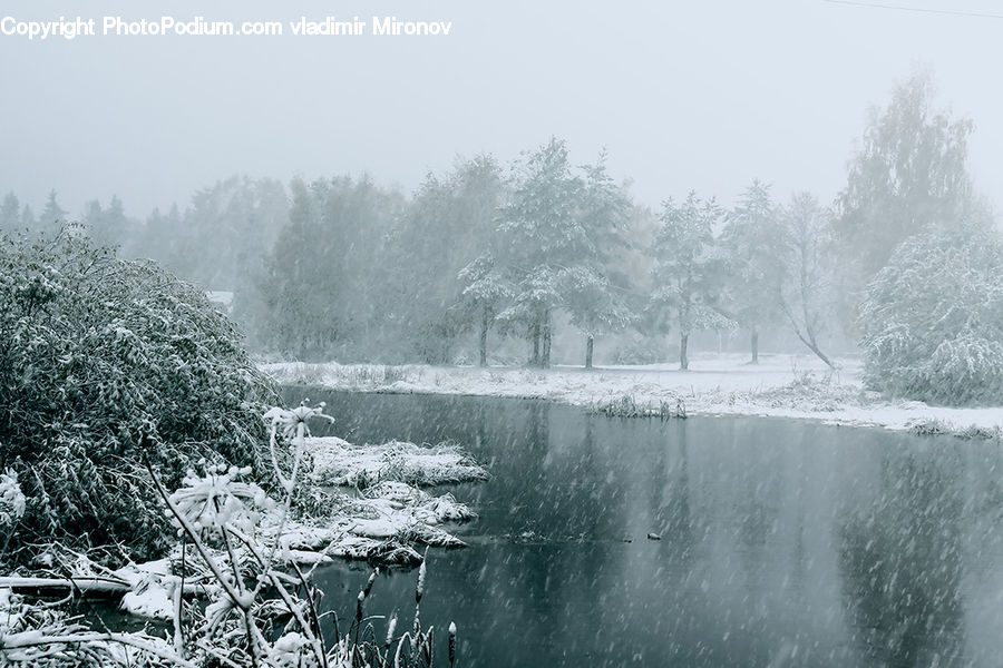 Frost, Ice, Outdoors, Snow, Moss, Plant, Tree