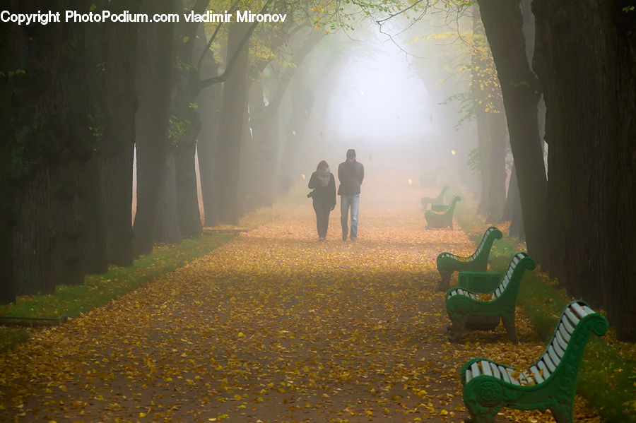 Fog, Mist, Outdoors, Chair, Furniture, Forest, Vegetation