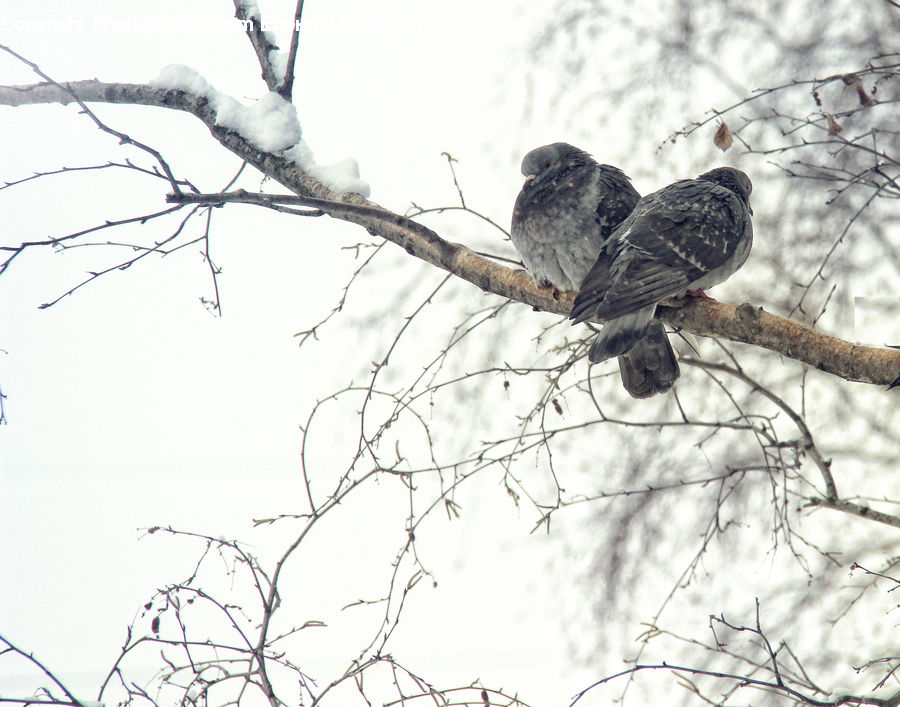 Bird, Pigeon, Ice, Outdoors, Snow, Accipiter, Buzzard