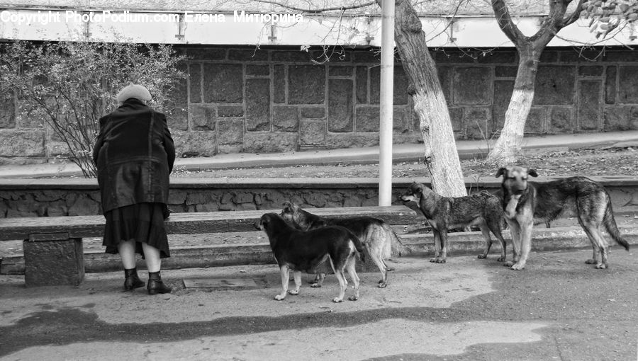 People, Person, Human, Bench, Coat, Animal, Kangaroo