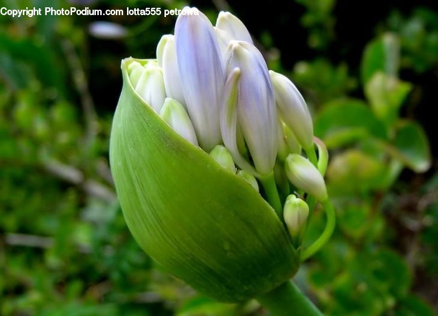 Bud, Plant, Flora, Flower, Lily, Blossom, Petal