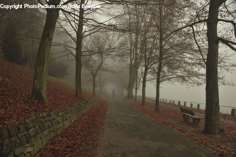 Path, Road, Walkway, Forest, Grove, Land, Plant