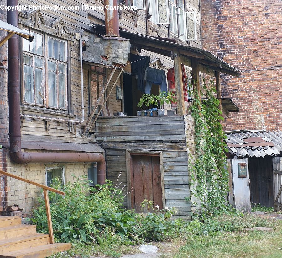 Cabin, Hut, Rural, Shack, Shelter, Ivy, Plant