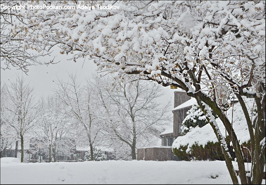 Ice, Outdoors, Snow, Landscape, Nature, Scenery, Blossom