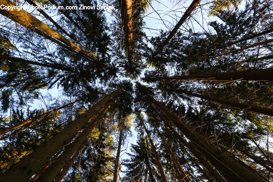 Fir, Redwood, Tree, Wood, Conifer, Plant, Pine