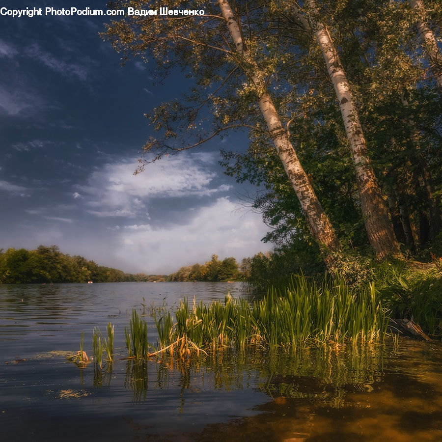 Land, Marsh, Pond, Swamp, Water, Conifer, Fir