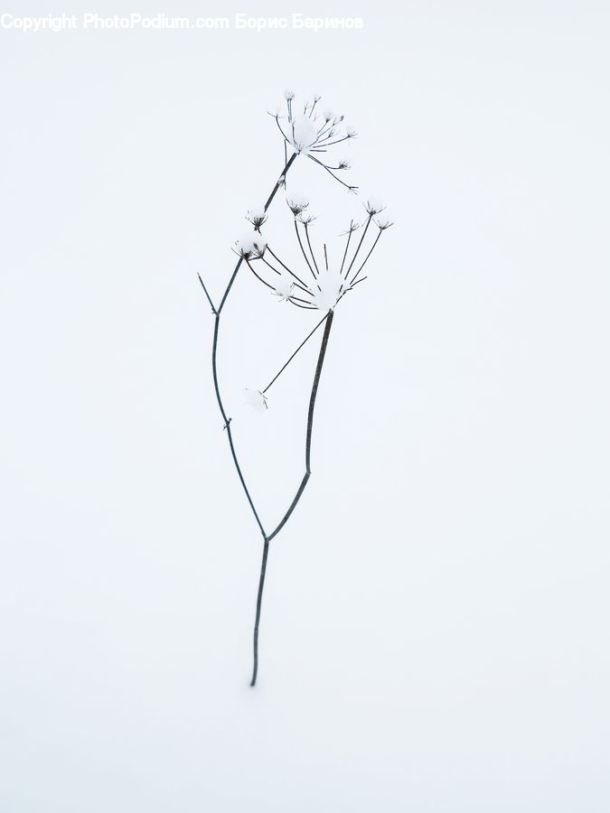 Drawing, Sketch, Art, Plant