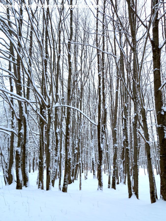 Birch, Tree, Wood, Forest, Vegetation, Grove, Land