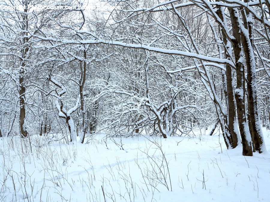 Blizzard, Outdoors, Snow, Weather, Winter, Ice, Birch