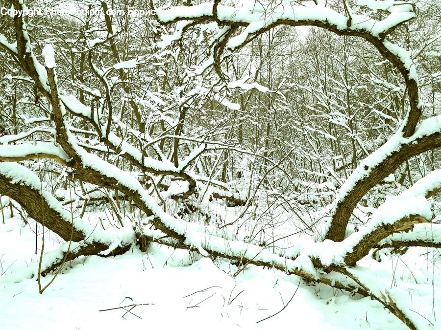 Atlas, Map, Ice, Outdoors, Snow, Birch, Tree