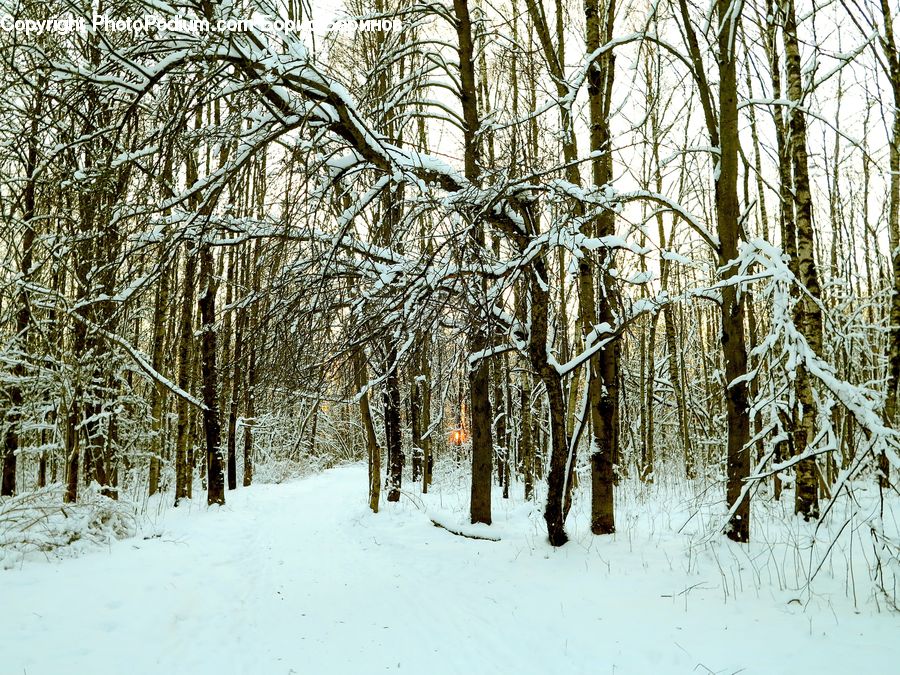 Forest, Vegetation, Birch, Tree, Wood, Grove, Land
