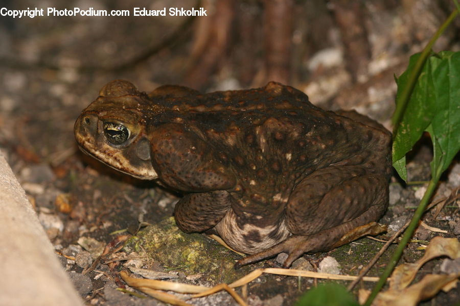 Amphibian, Frog, Wildlife, Ivy, Plant, Vine, Soil