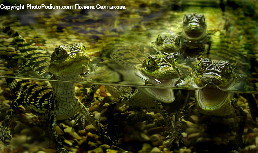 Amphibian, Wildlife, Moss, Plant, Frog, Fractal, Broccoli