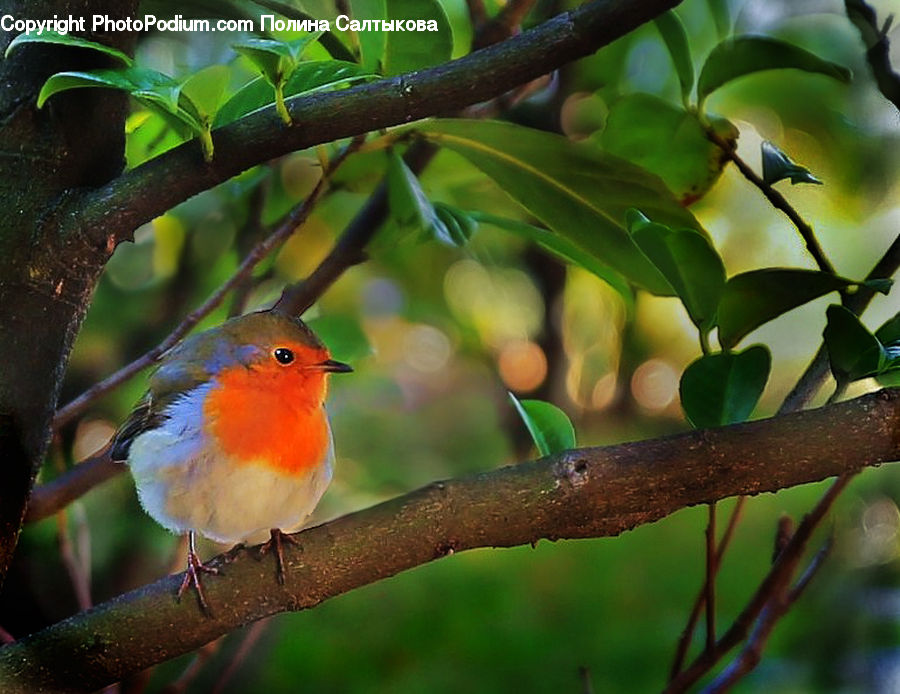 Bird, Robin, Blue Jay, Bluebird, Jay, Penguin, Furniture