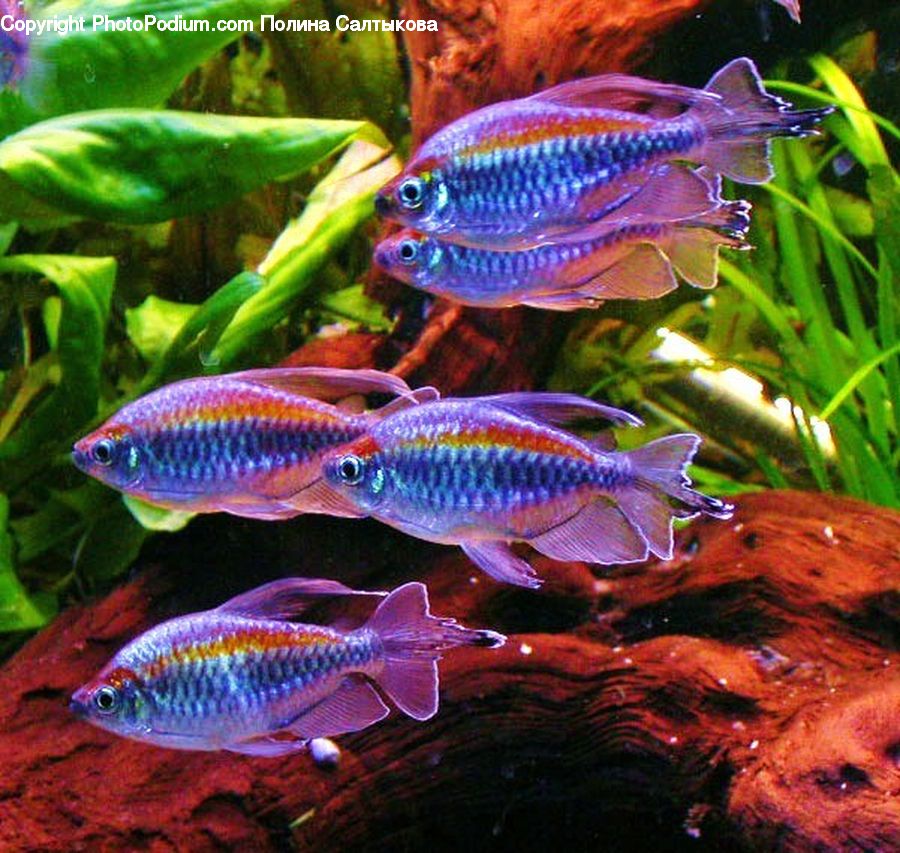 Fish, Sea Life, Food, Seafood, Plant, Aquatic, Water