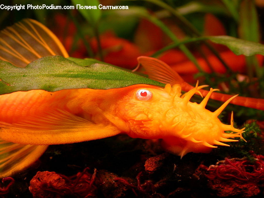 Fish, Sea Life, Blossom, Flower, Plant, Rose, Eruption