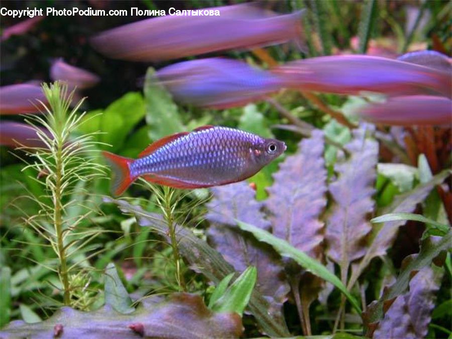 Fish, Sea Life, Plant, Potted Plant, Blossom, Flora, Flower